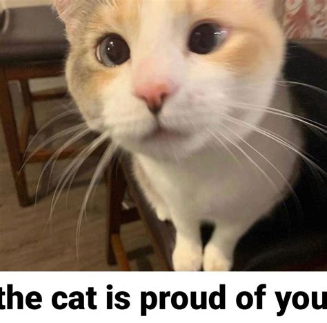 proud cat meme|positive cat memes.